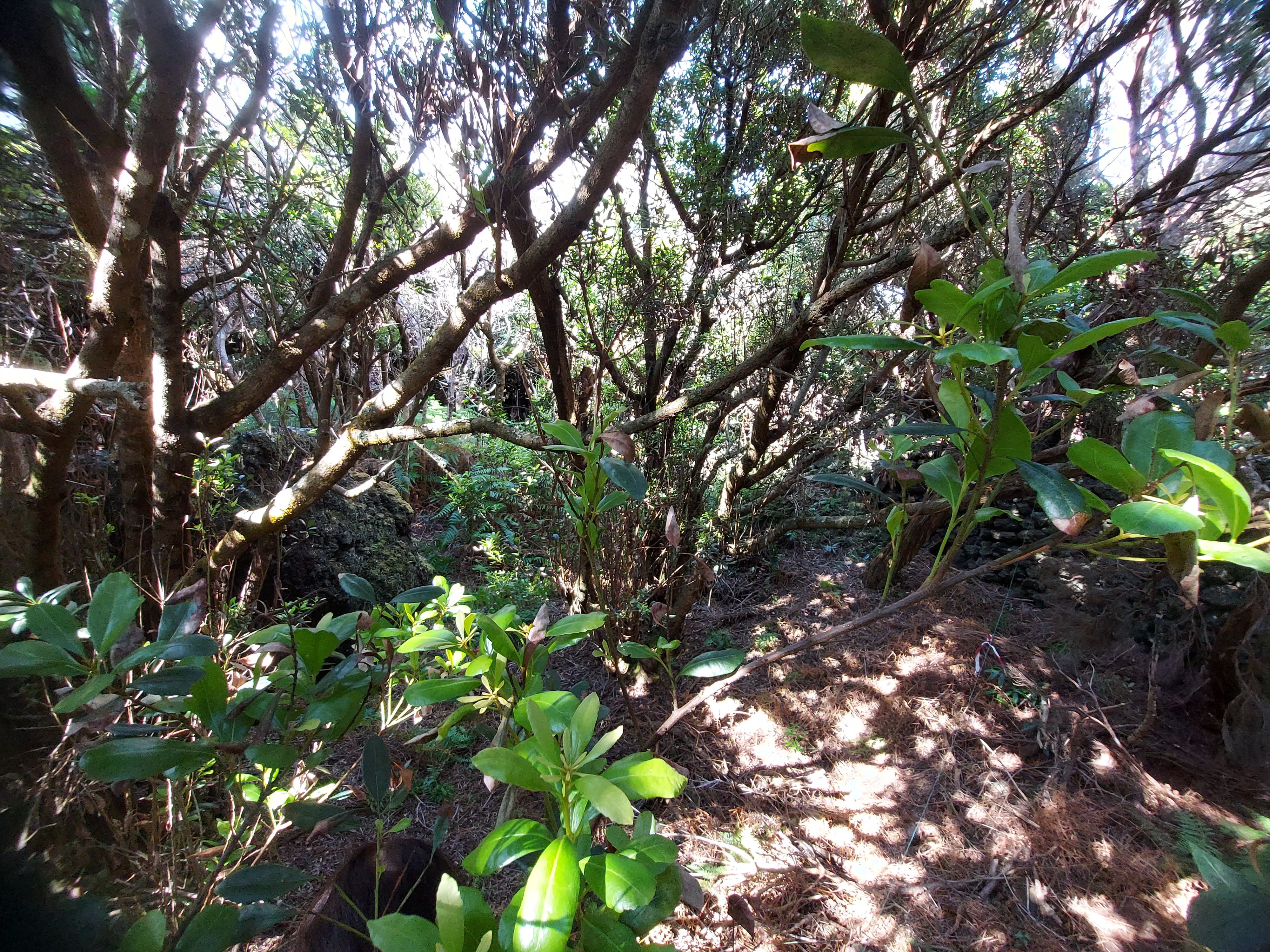 Coastal woodland plot (Photo Rui Elias)